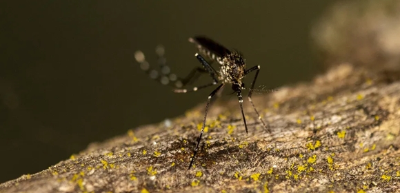 Quinto caso de morte por dengue hemorrágica é registrado na Bahia