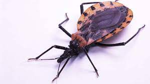 Surto de transmissão da doença de chagas deixa estado da Bahia em alerta