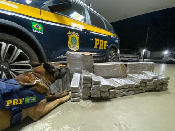 PRF apreende tabletes de maconha escondidos em ônibus na BR-116