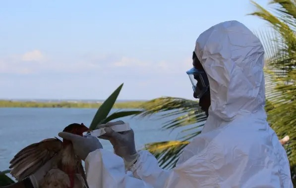 Governo da Bahia decreta estado de emergência zoossanitária para influenza aviária H5N1