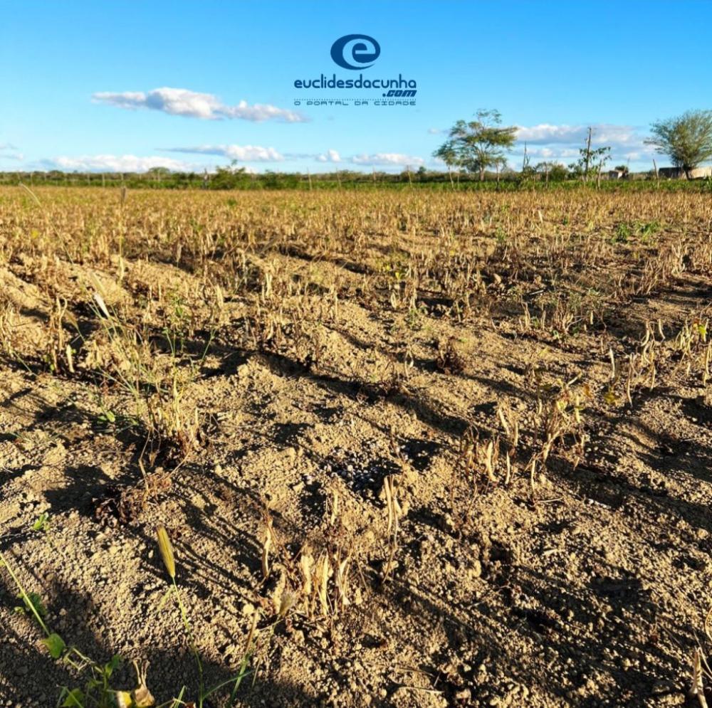 Falta de chuvas já causa perdas de mais de 50% na safra de feijão em Euclides da Cunha-BA