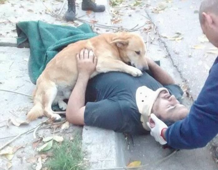 Cachorro se recusa a deixar dono que caiu de árvore e comove internet