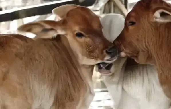 Vaca dá à luz três filhotes em caso raríssimo; fato ocorreu no Sudoeste baiano