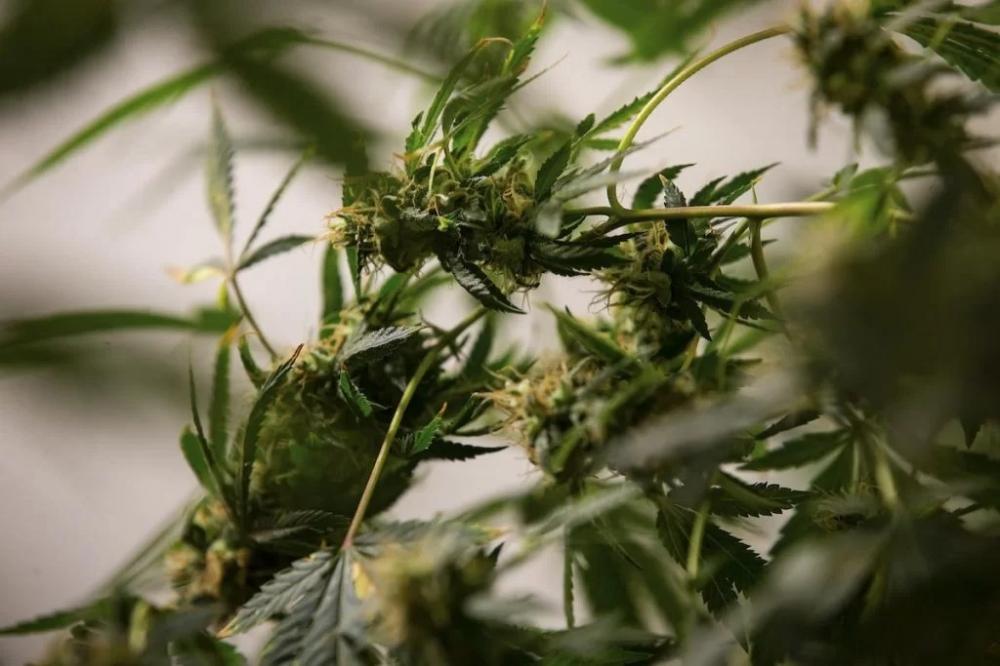 60 mil pés de maconha são encontrados em Monte Santo