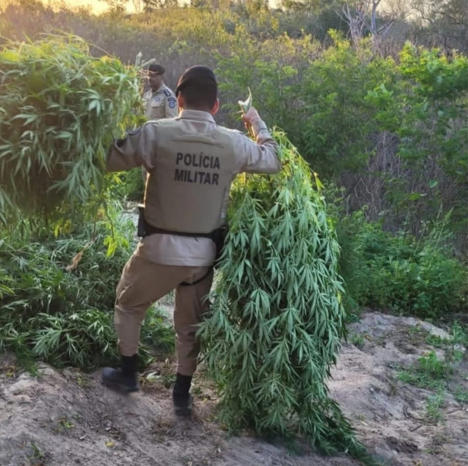 PMBA erradica 1.000 pés de maconha em Monte Santo