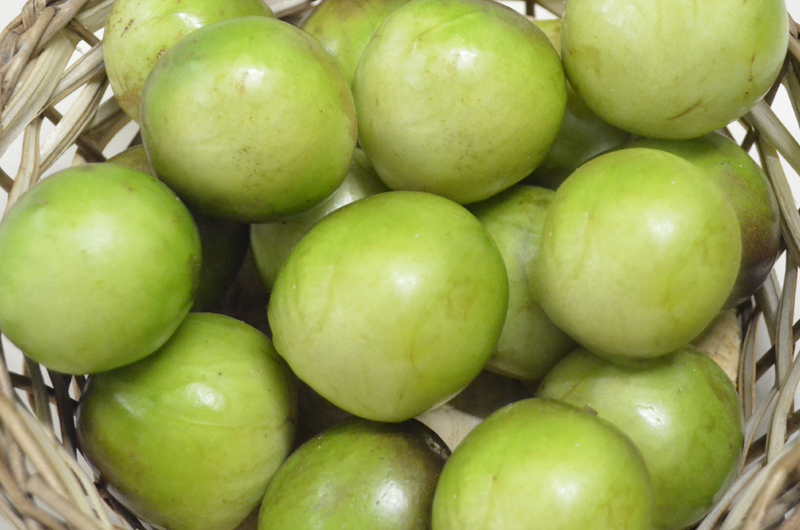Com produção em alta, Bahia mantém liderança no cultivo de umbu no país