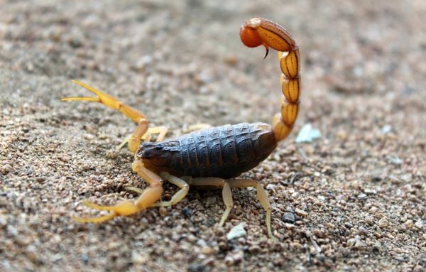 Mortes por picada de escorpião crescem 58% na Bahia