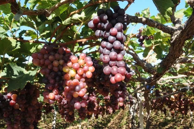 Nordeste tem a capital da uva e do vinho do Brasil em pleno sertão
