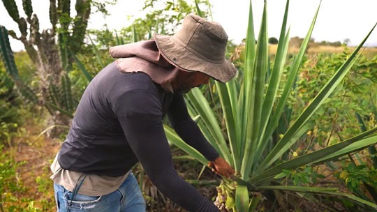 Bahia tem a maior produção de sisal do mundo