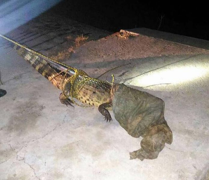 Jacaré “enorme” é encontrado em terreno baldio em Juazeiro