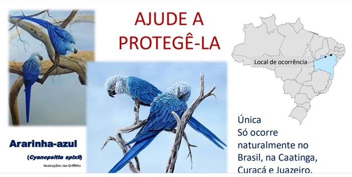Curaçá: Onze ararinhas-azuis estão livres na natureza