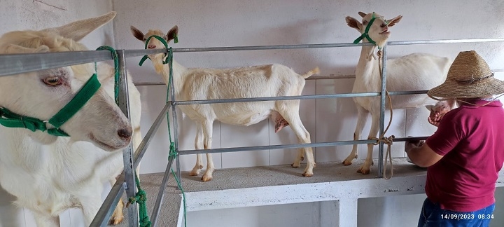 Investimentos na caprinocultura de leite potencializam produção em Uauá e Curaçá