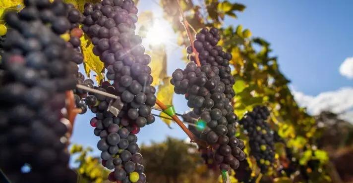 Nordeste domina as exportações de uvas do Brasil