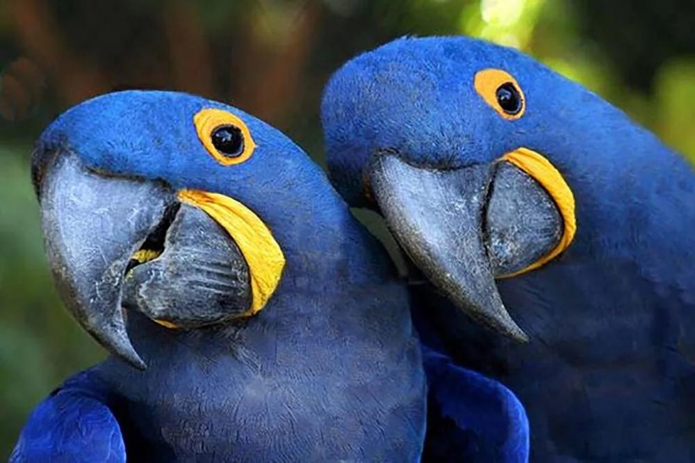 Projeto de Lei visa tornar Ararinha-Azul símbolo da Bahia; entenda