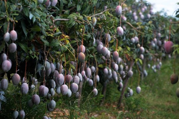 Juazeiro, Casanova e Bom Jesus da Lapa lideram produção de frutas na Bahia