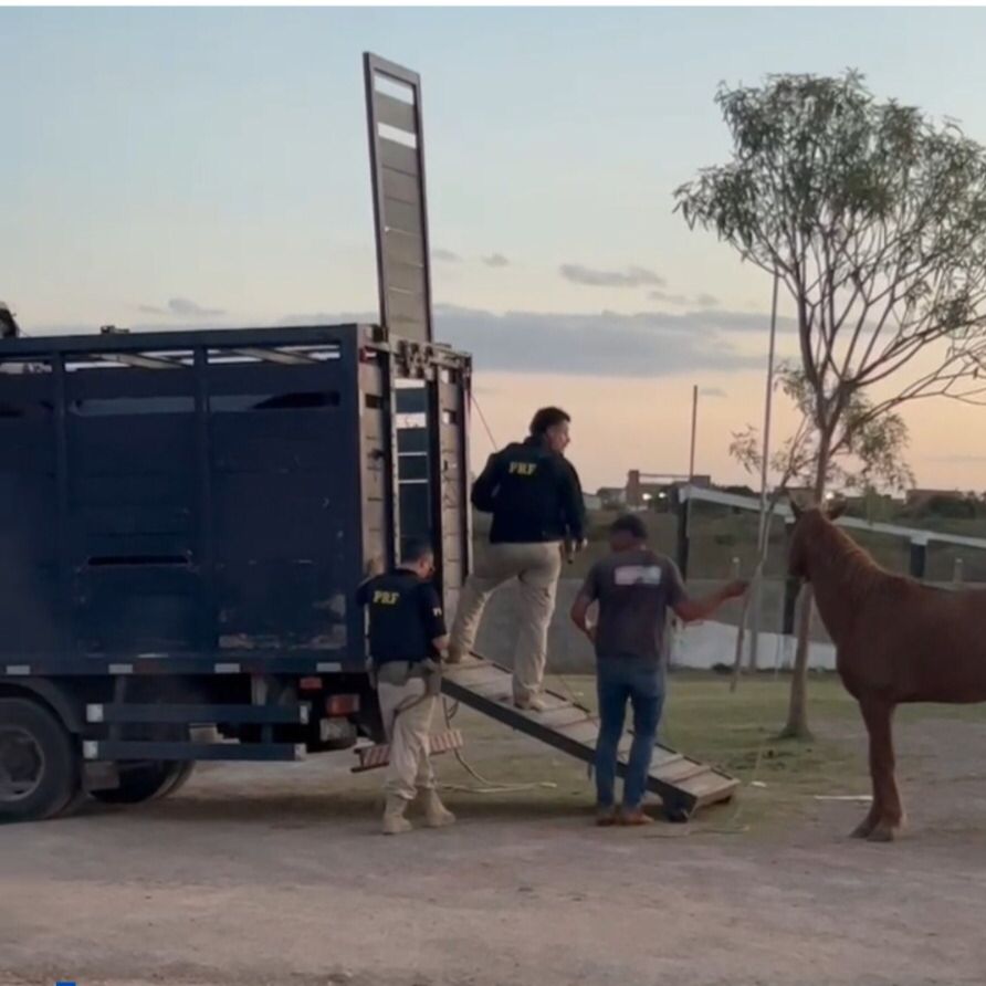 Operação conjunta apreende vários animais soltos nas proximidades da BA-220