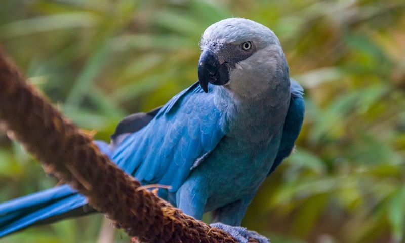Denúncia no MPF pede investigação sobre venda suspeita de fazenda na área de reintrodução da ararinha-azul