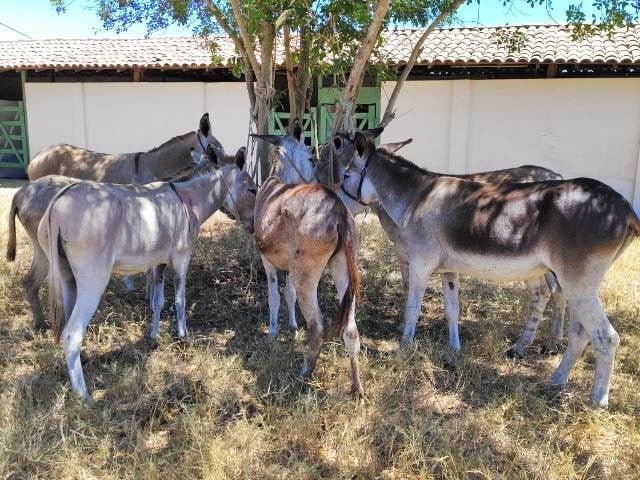 Justiça manda suspender corrida de jegue em Feira de Santana
