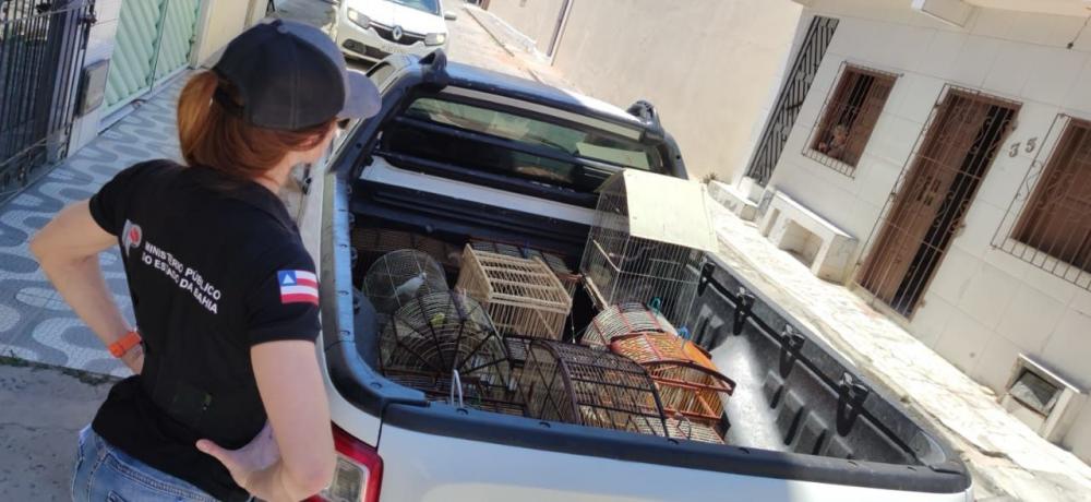 ‘Operação Freedom’ resgata mais de 70 aves silvestres em Serrinha
