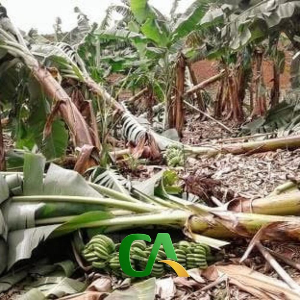 Canudos: ventania derruba bananais e produtores ficam no prejuízo