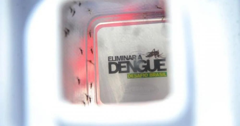 Seis a cada dez pessoas com dengue no mundo são brasileiras, indica OMS