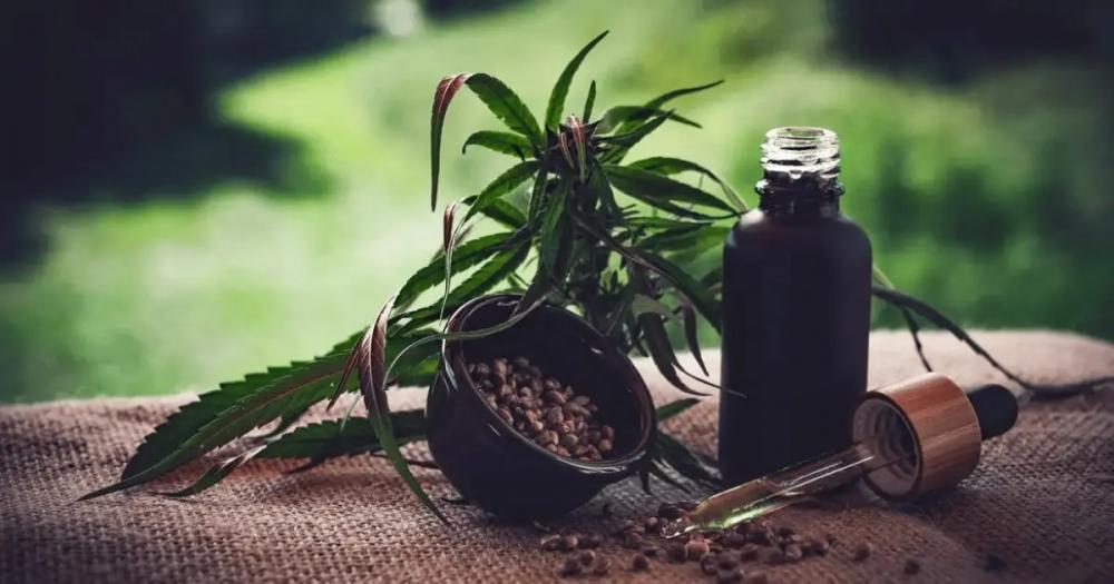 Após quase 1 ano, Tarcísio regulamenta lei de cannabis medicinal no SUS em SP