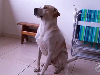 Vira-lata salva menino de 6 anos de ataque de rottweiler em Vitória da Conquista