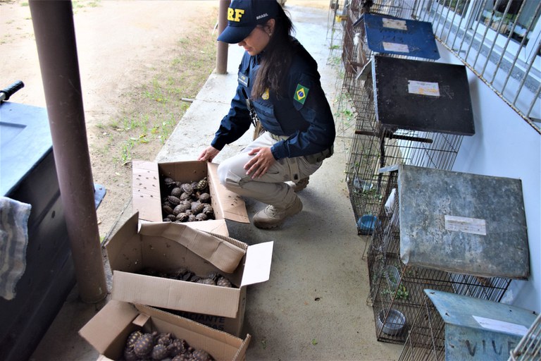 PRF na Bahia registra maior ocorrência de resgate de animais silvestres esse ano no país