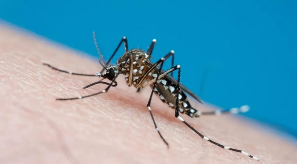Estados e cidades brasileiras decretam estado de emergência devido à dengue