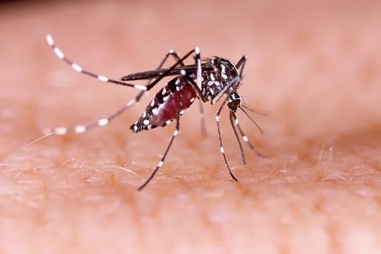 Com 28,8 mil casos, SP lança plataforma sobre situação da dengue