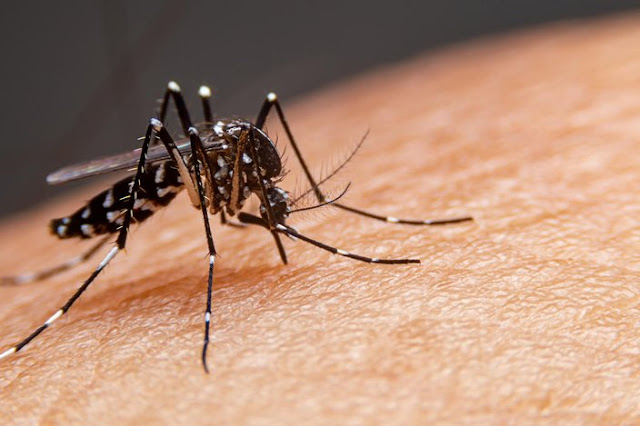 Bahia tem 13 municípios em epidemia de dengue, aponta levantamento do Sinan