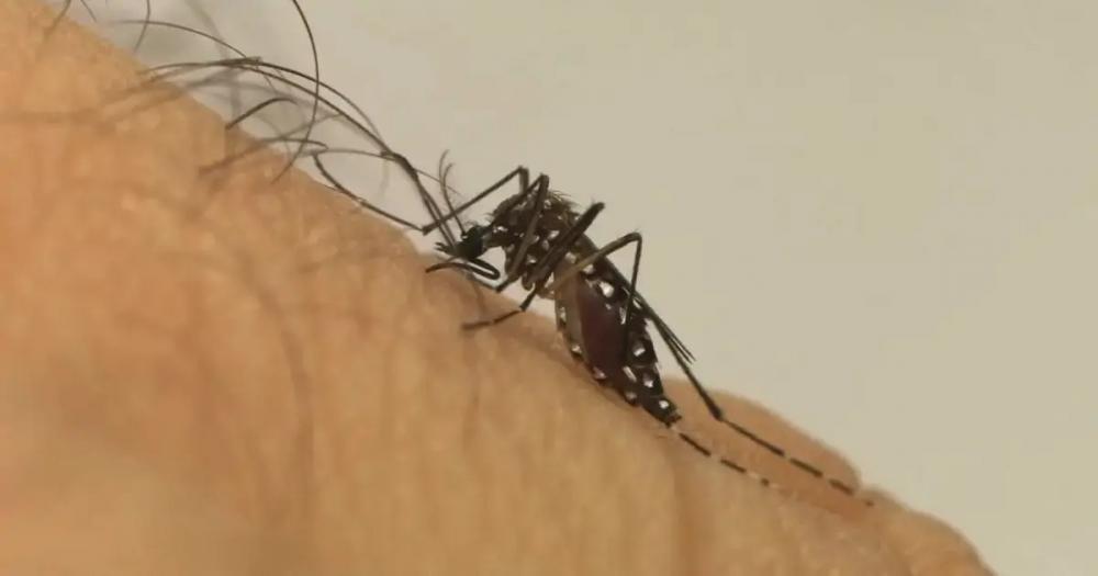 Brasil soma 62 mortes por dengue, aponta ministério