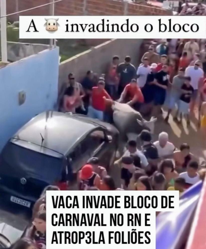 No meio do animado carnaval no município de Pendências RN, uma vaca invadiu um bloquinho