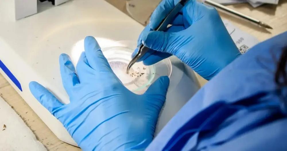 Método Wolbachia reduz casos de dengue em Niterói