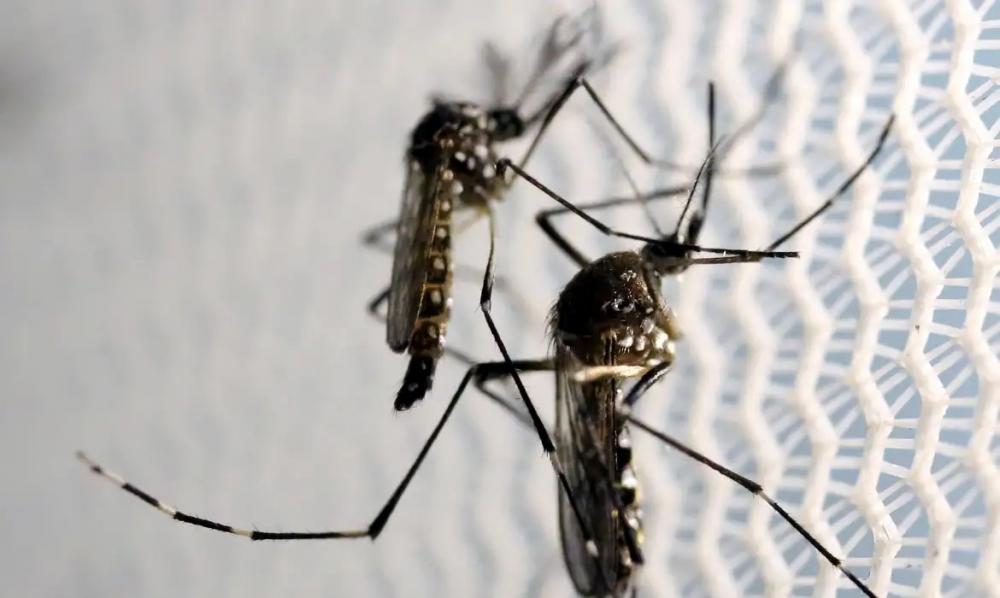 Brasil se aproxima de 1 milhão de casos prováveis de dengue