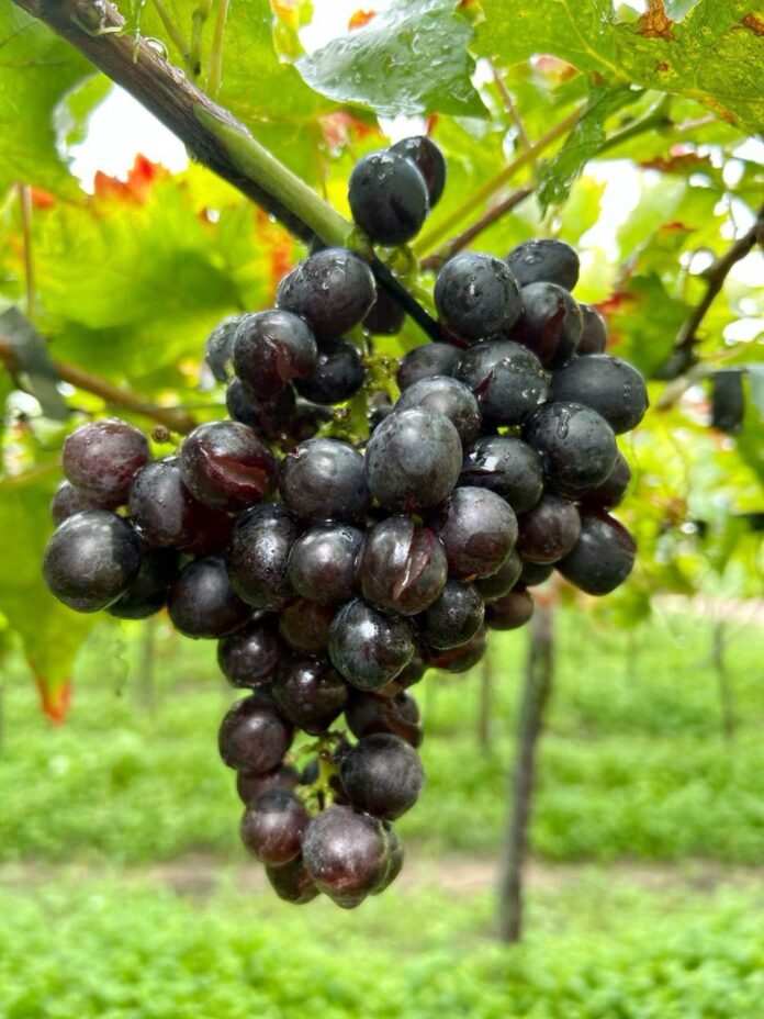 Chuvas intensas geram danos e prejuízos aos produtores de frutas do Vale do São Francisco