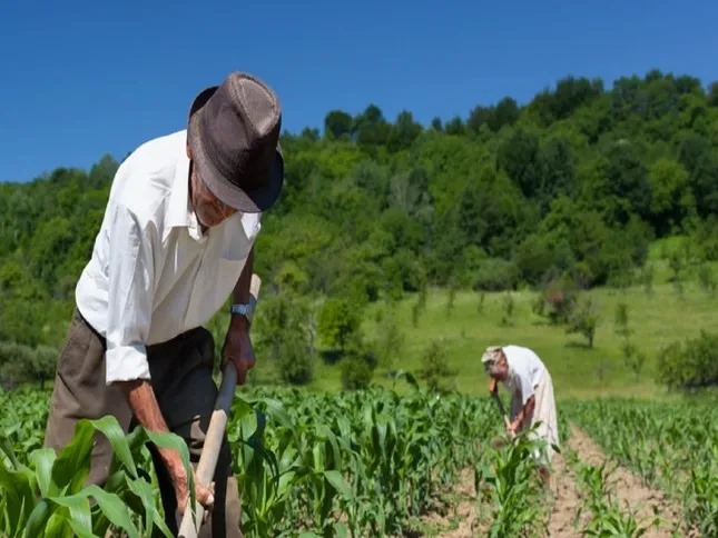 Aposentadoria Rural em 2024: Como Funciona e Quem Tem Direito?