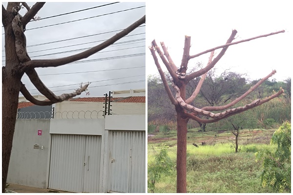 Moradores afirmam terem visto cobra “Jibóia” em árvore perto das residências no Loteamento Santa Bárbara