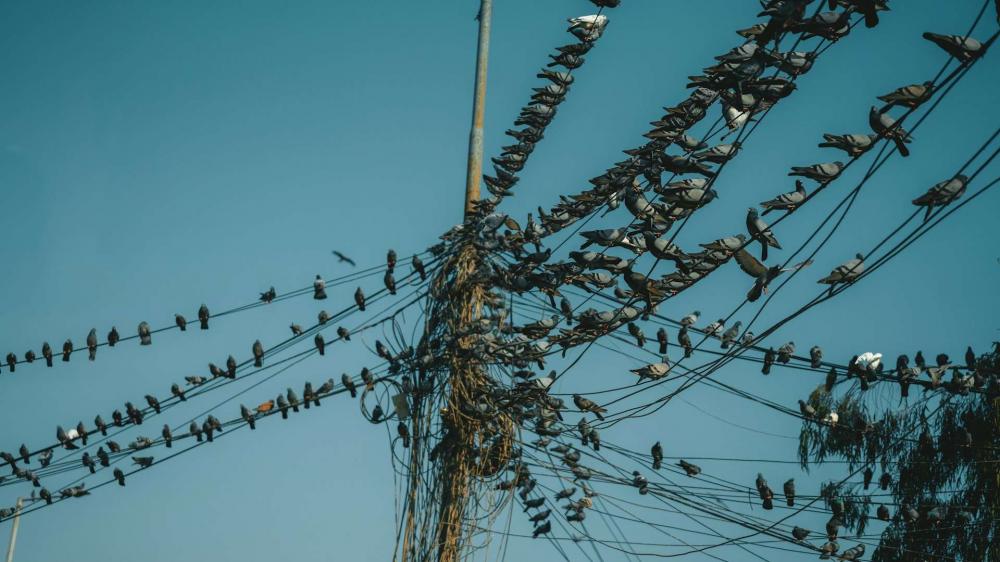 Entenda por que os pássaros não tomam choque em fios elétricos