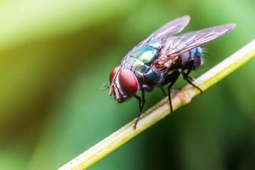 Saiba o que é a Virose da Mosca que tem deixado fdiversos euclidenses doentes e como preveni-la