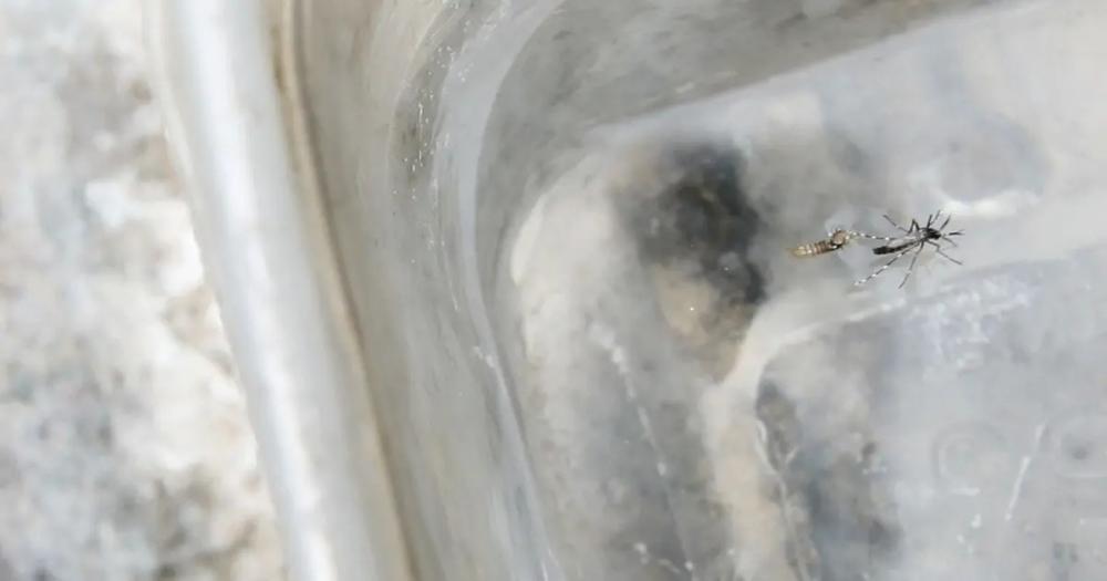 Duas mortes por Chikungunya são notificadas na Bahia