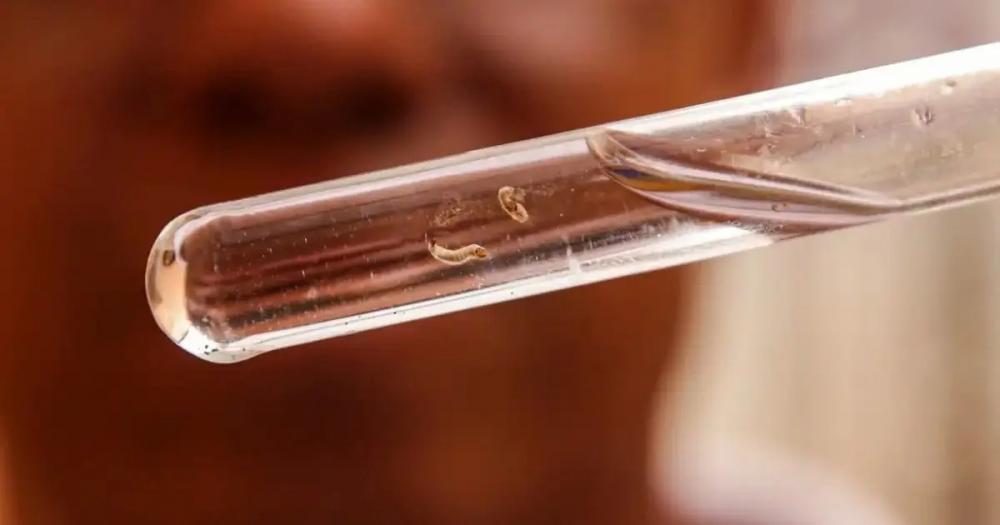 Brasil ultrapassa 1,5 milhão de casos de dengue em 2024; mais de 390 mortes foram registradas pela doença
