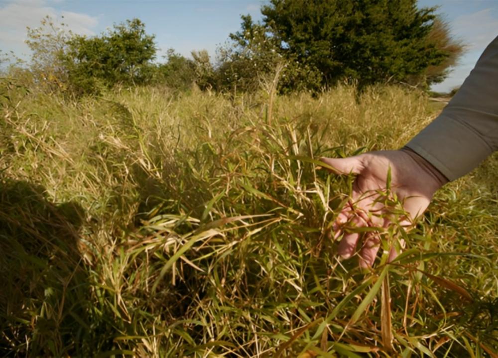 Mudanças climáticas impulsionam avanço de espécies exóticas, ameaçando ecossistemas globais