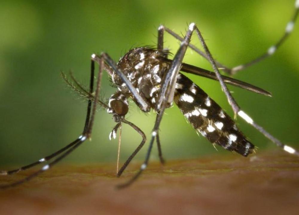 Cândida contra dengue: pesquisa revela eficácia inovadora