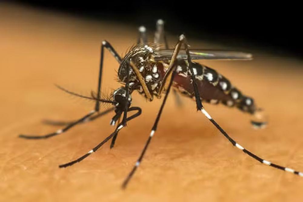 Bahia confirma quatro novas mortes por dengue, totalizando 27 vítimas