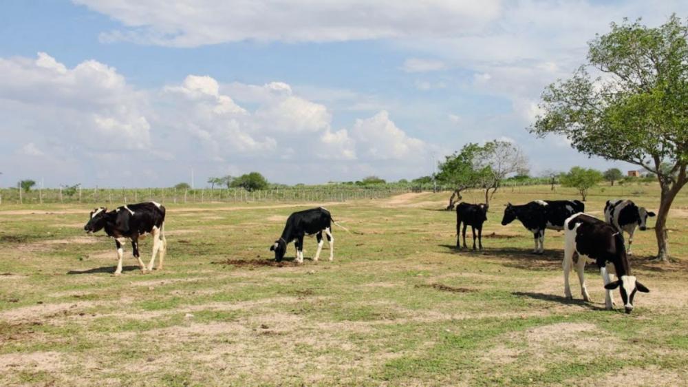 Adutora do Leite levará águas do Rio São Francisco para fomentar pecuária leiteira no sertão nordestino