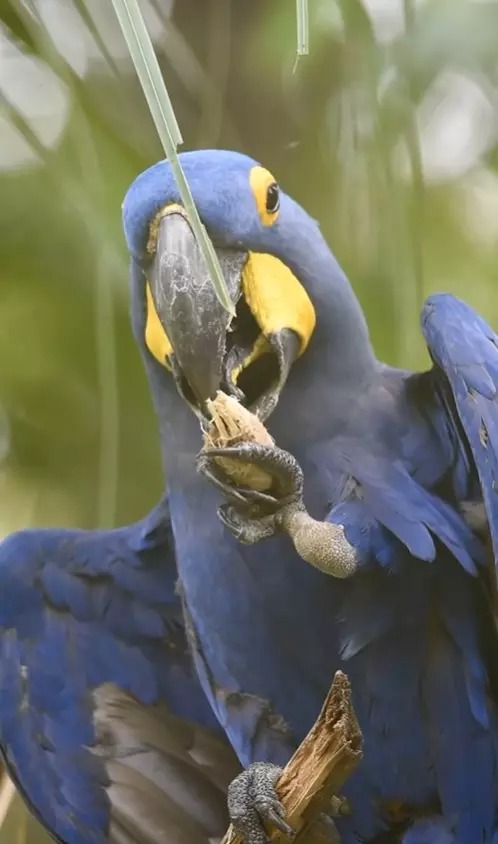 VÍDEO: Fotografo registra momento adorável de arara-azul, ‘como não amar?’