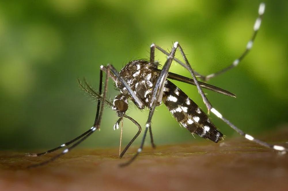 Epidemia de dengue na Bahia: 47 mortes e aumento significativo de casos