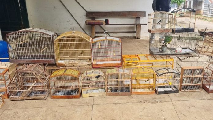 Trinta aves silvestres foram apreendidas na Feira do Rolo de Vitória da Conquista