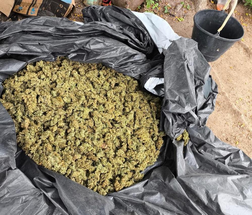 Polícia erradica 10 mil pés de maconha e prende três na Bahia